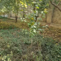 نهال گوجه سبز ۵ ساله