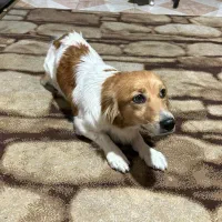 واگذاری سگ خانگی