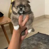 پامرخرسی2ماهه‌‌ فنجونی سایز خیلی ریز فقط ۵/۶۰۰ اصل