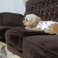 واگذاری سگ شیتزو|سگ|اسلامآباد غرب, |دیوار