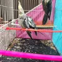 پرنده|پرنده|مشهد, کلاکوب|دیوار