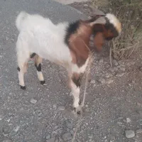 نری