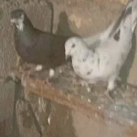 گرفتنی|پرنده|شوشتر, |دیوار