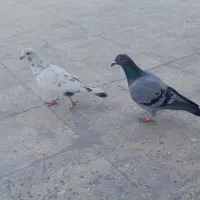 کبوتر شهرستانی