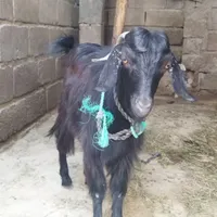 دو عدد کهره و سه عدد خرگوش