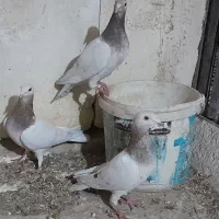 ونروی مسافتی،سارکله همانسل قزوینی،سارکرمونی پرخال