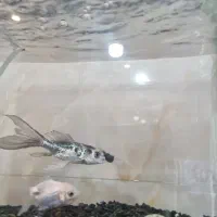 معاوضه ماهی کوی|ماهی|یزد, |دیوار