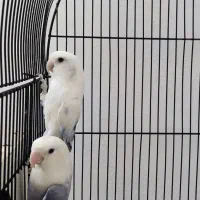 جفت طوطی کوتوله|پرنده|مشهد, شاهد (شهرک غرب)|دیوار