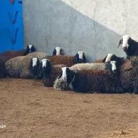 دامداری به نرخ زیر قیمت البته بدون دلال|حیوانات مزرعه|شیراز, حومه شیراز|دیوار