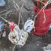 خروس اصل چهل تاج گلین|حیوانات مزرعه|اهرم, |دیوار