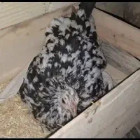 مرغ گلین کرچ