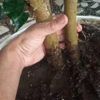 بنجامین لاکچری و سرحال آماده زیبا کردن منزل شما|گل و گیاه طبیعی|رشت, پل تالشان|دیوار