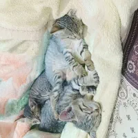 گربه|گربه|اهواز, شهرک دانشگاه|دیوار