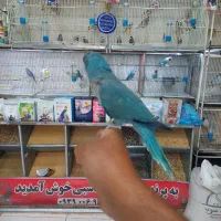 پرنده دستی سخنگو|پرنده|شیراز, شهرک پرواز|دیوار