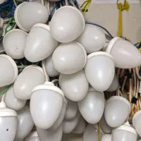 اجاره ریسه بلوطی هفت رنگ