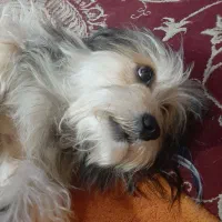 سگ شیتزو برای جفت گیری