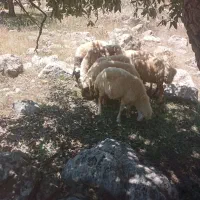 فروش گوسفند درجه یک داشتی