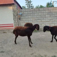 سه راس دوتا ماده یکی نر|حیوانات مزرعه|رامیان, |دیوار