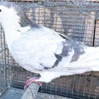 فروش ماده دمگیر نقره ای