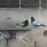 رنگی جفت سنیه دم زغالی