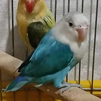 طوطی برزیلی جفت مولد اوپلاین و یووینگ رنگ خاص