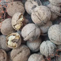 گردو درجه یک اعلا