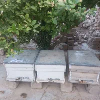 کندو با زنبور عسل