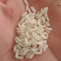 برنج چمپا