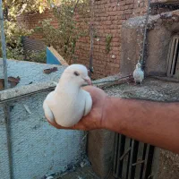 کفتر پرشی|پرنده|معصومیه, |دیوار