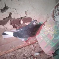 یک عدد کفتر پرشی