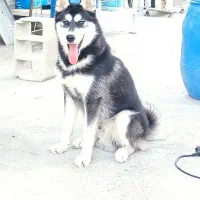 سگ هاسکی|سگ|صدرا-فارس, فاز ۱|دیوار