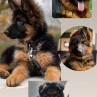 گربه پرشین توی پودل ژرمن|گربه|تبریز, |دیوار