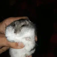 ۲۰تاهمستر یکجا