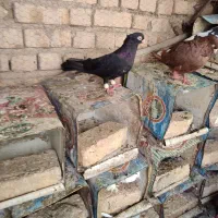 به شرط|پرنده|اصفهان, تیران|دیوار