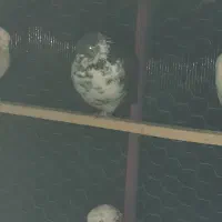 کبوتر|پرنده|گلستان (تهران), |دیوار