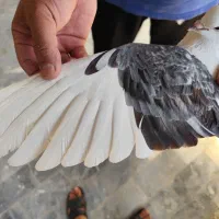 کفتر در بهبهان|پرنده|شیراز, بهارستان|دیوار