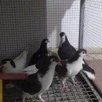 کفتر گرفتنی|پرنده|خوشاب, |دیوار