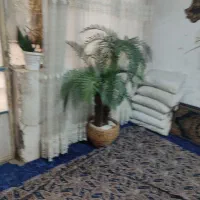 درختچه نخل و گلدان|گل مصنوعی|قم, نیروگاه|دیوار