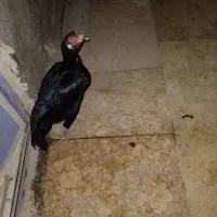 سلام دوستان دوتامرغ بفروش میره درحال تخم کردن