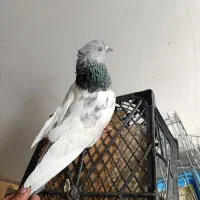 کفتر|پرنده|شیراز, شهرک رضوان|دیوار