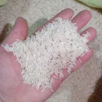 برنج راتون ورزاکی کشت دوم کاملا ارگانیک|خوردنی و آشامیدنی|املش, |دیوار