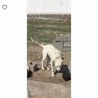 سگ سراب گم شوده