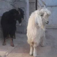 کهر نر برا تخمی|حیوانات مزرعه|مرودشت, تامین اجتماعی|دیوار