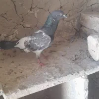 کبوترپاکستانی