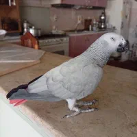 کاسکو ماده عطیقه|پرنده|مشهد, استاد یوسفی (شهرک غرب)|دیوار