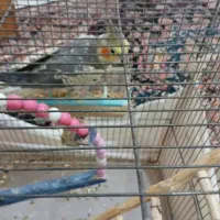 عروس هلندی نر