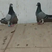 کفتر سرخ زاغ کله سینه|پرنده|فریمان, |دیوار