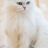 واگذاری گربه پرشین ماده ۹ ماهه