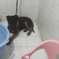 سگ ژرمن شپرد اصیل وارداتی|سگ|تبریز, |دیوار