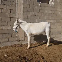 فروش الاغ زاییده وکاری باری وگله ای به شرط